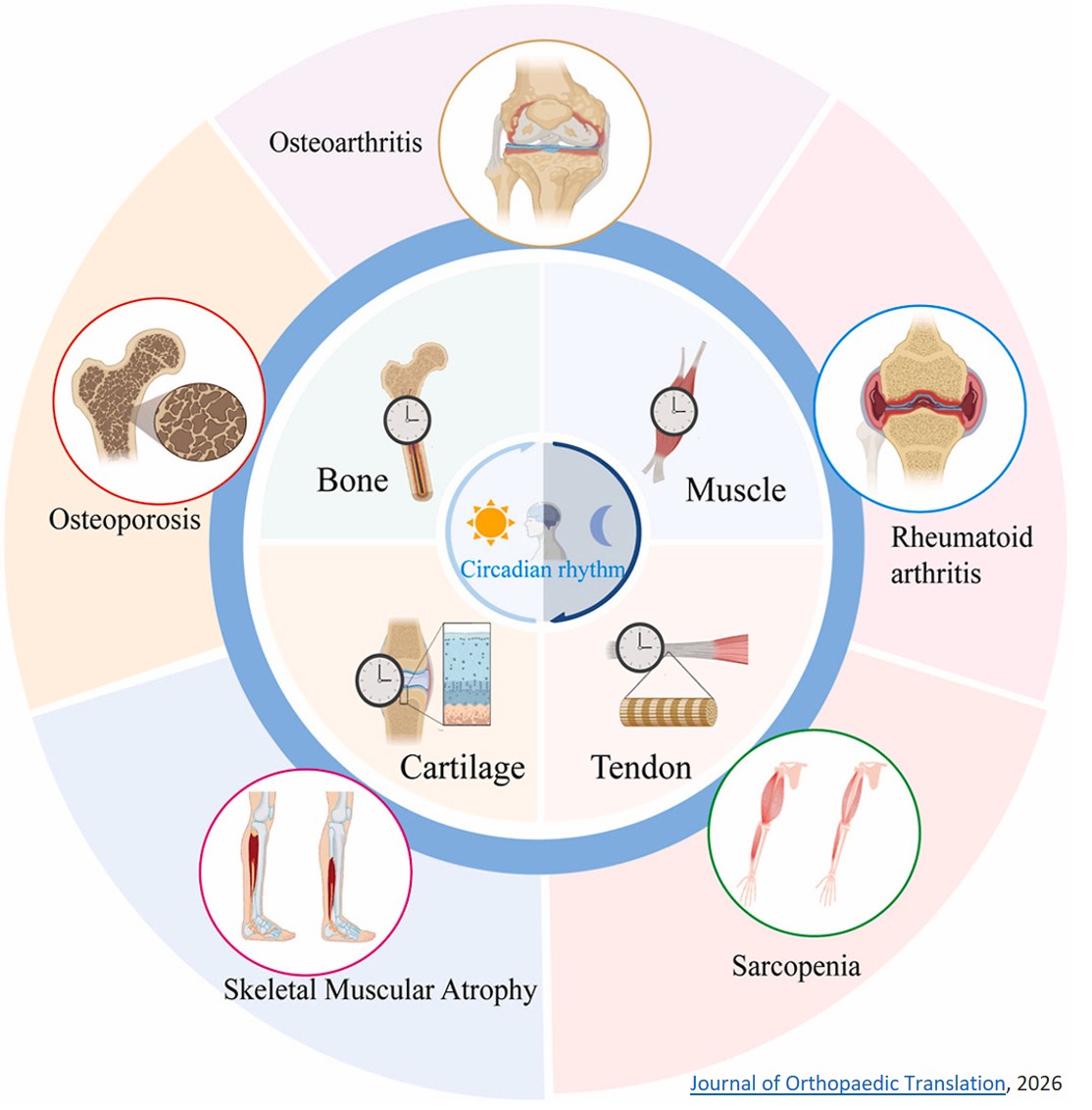 Circadian rhythm: The hidden “puppet master” behind musculoskeletal disorders