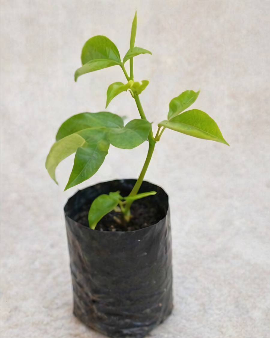 Passion Flower Plant — view 2