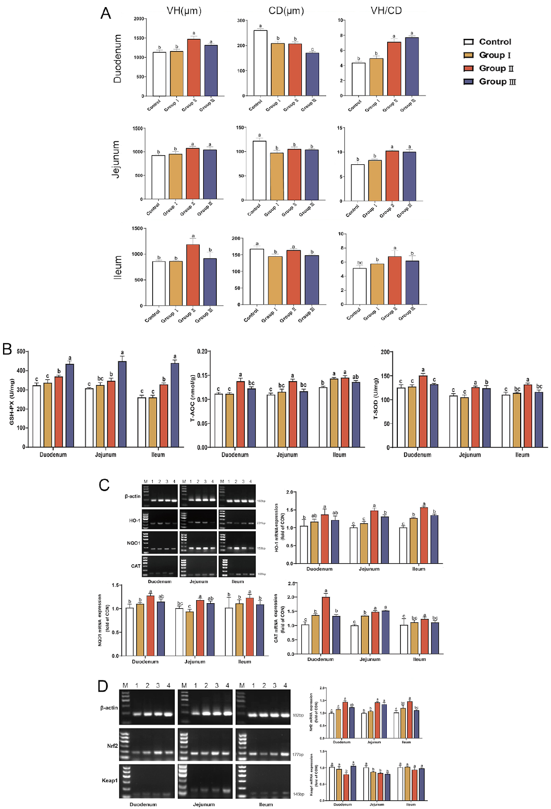 Mixed Fungal Polysaccharides Enhance Intestinal Health, Antioxidant Capacity, and Microbiota Diversity in Broiler Chickens