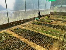 Dự án “Các loài cây bản địa của Việt Nam để  cải thiện sinh kế”