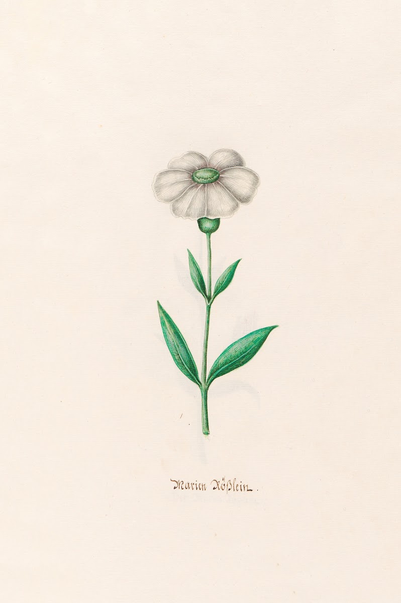 Marien Rösslein 1692