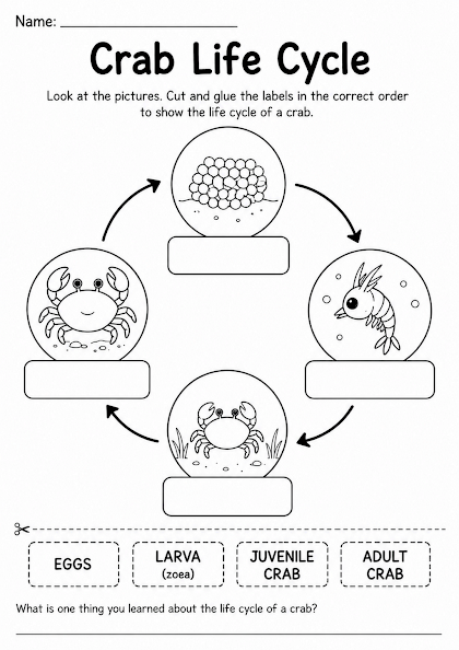 Crab Life Cycle Worksheet