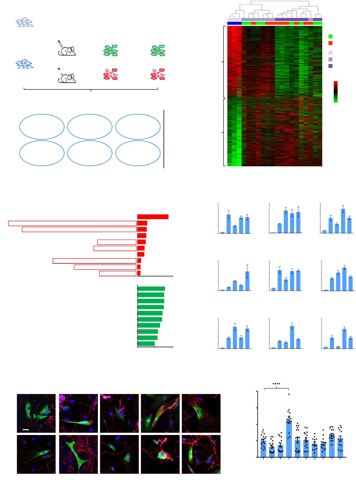 A Noncanonical Neuroligin 3-Centered Complex Promotes Functional Recovery of Spinal Cord Injury