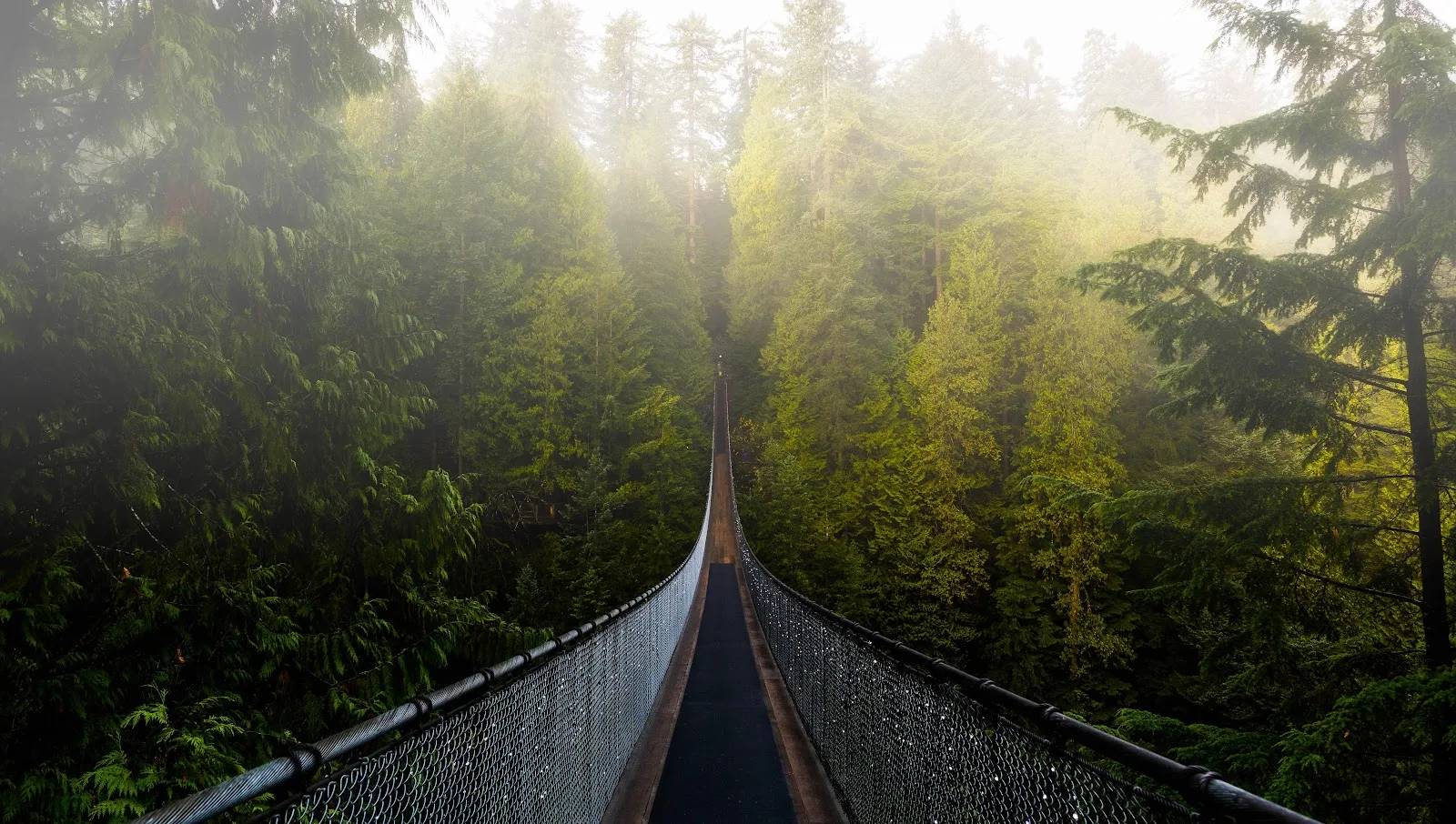 Capilano Suspension Bridge In Mist - Landscape Photography 5K Wallpaper (5860x3320)