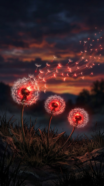 Glowing Red and White Dandelions with Floating Seeds at Sunset - Free mobile Wallpaper