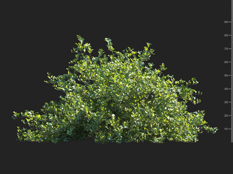 Maxtree - Plant Models Vol.112