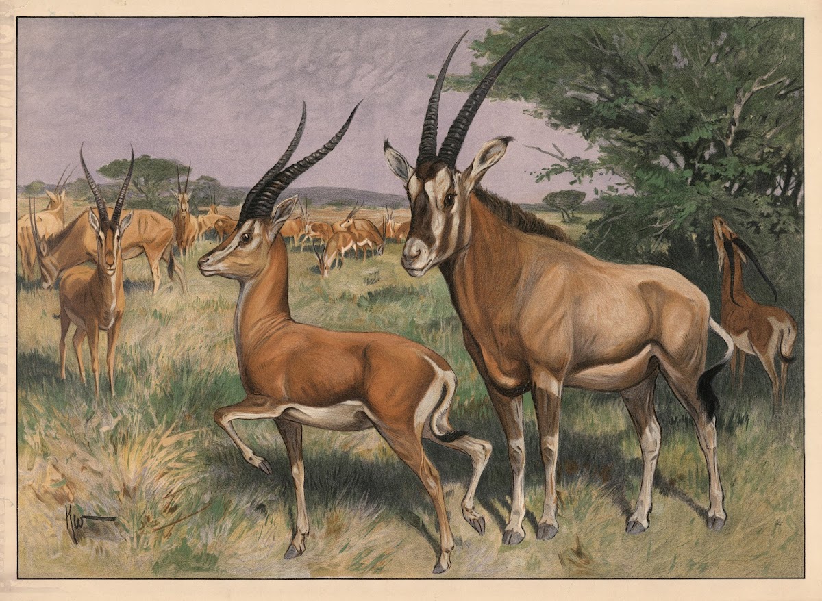 Antilope 1909