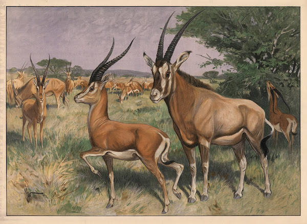 Antilope 1909