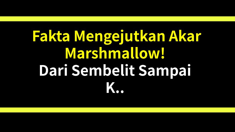 Fakta Mengejutkan Akar Marshmallow! Dari Sembelit Sampai Kanker? Rahasia Herbal Kuning yang Dokter Sering Lewatkan
