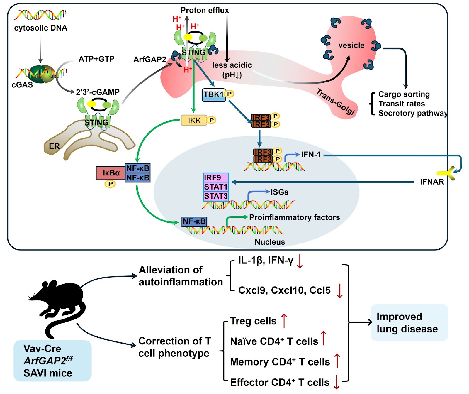 ArfGAP2 deficiency ameliorates autoinflammation by regulating STING signaling and proton channel activity