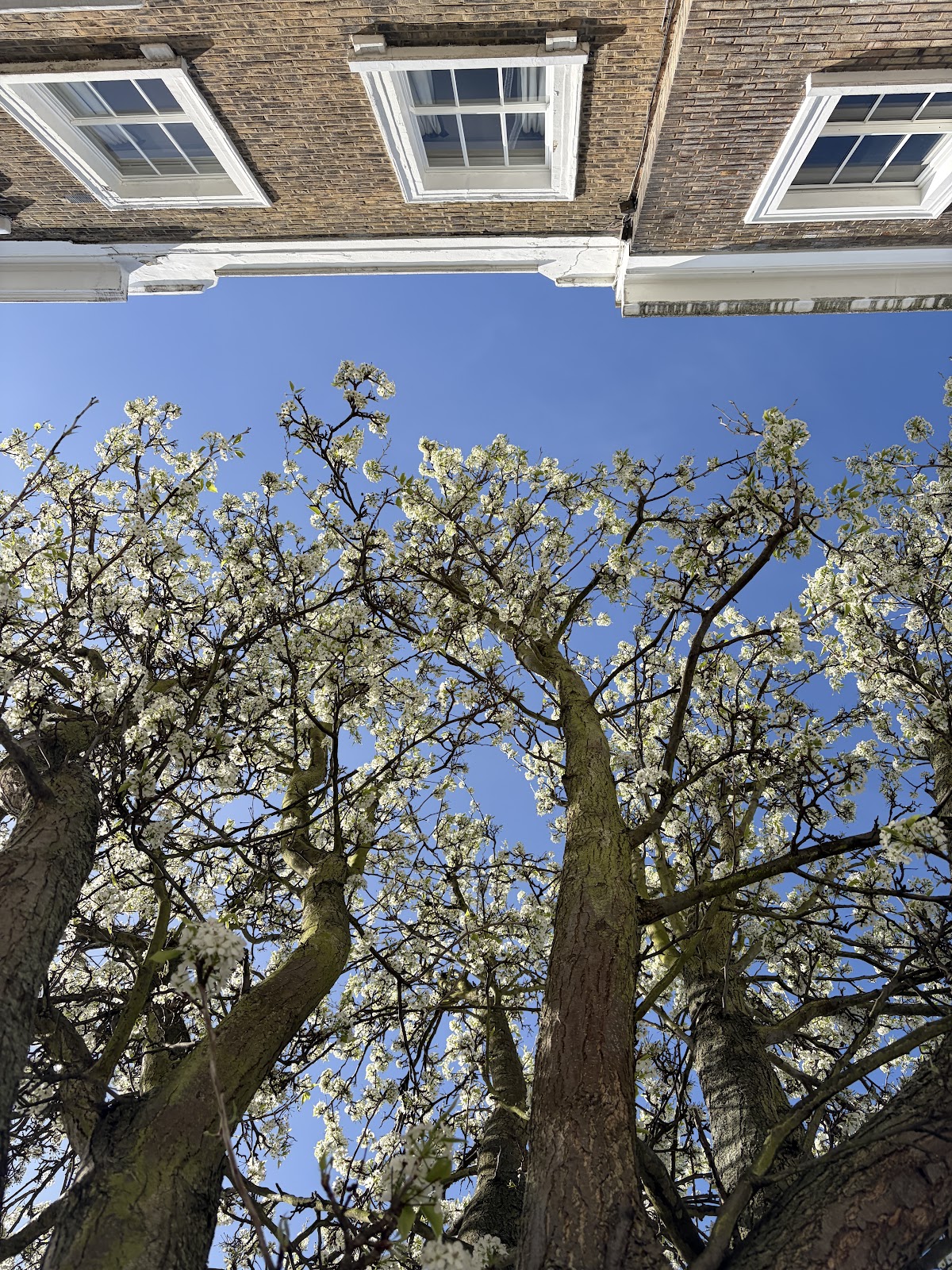 Pimlico, London in Spring
