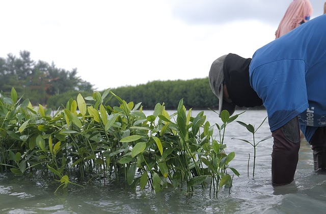 CarbonEthics farmer planting mangrove plants in the sea