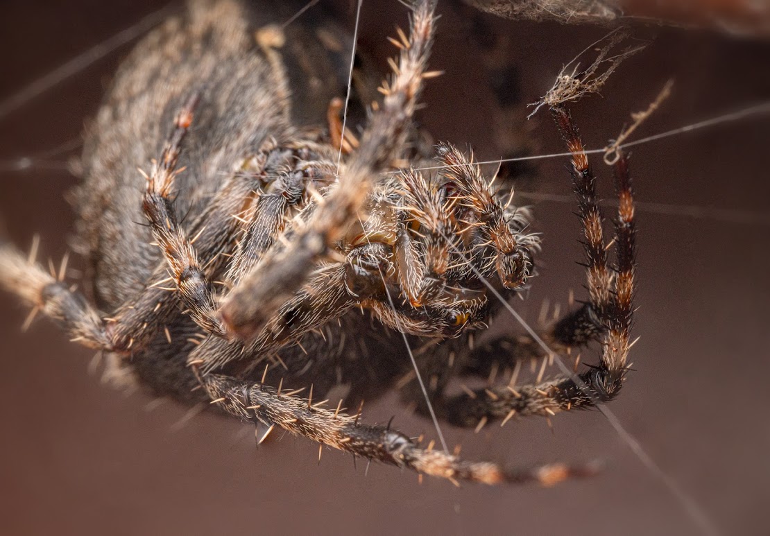 Araneus diadematus