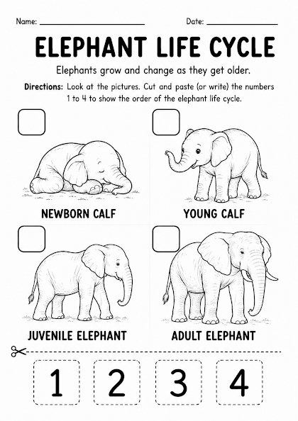 Elephant Life Cycle Worksheet