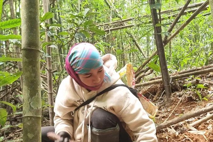 Mùa hái lộc rừng - Báo Sài Gòn Giải Phóng
