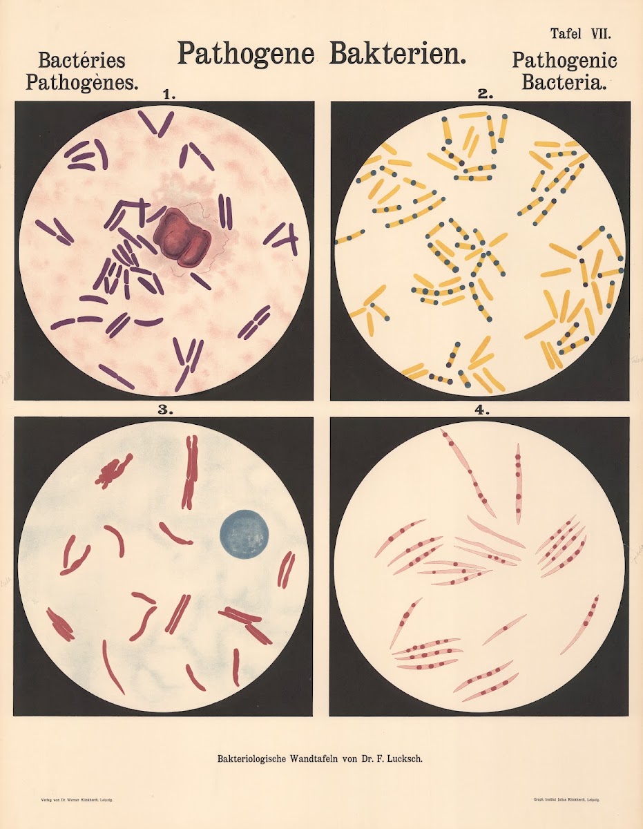 Pathogenic Bacteria Pl07 19th20th century