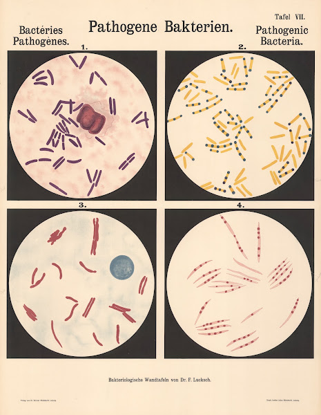 Pathogenic Bacteria Pl07 19th20th century