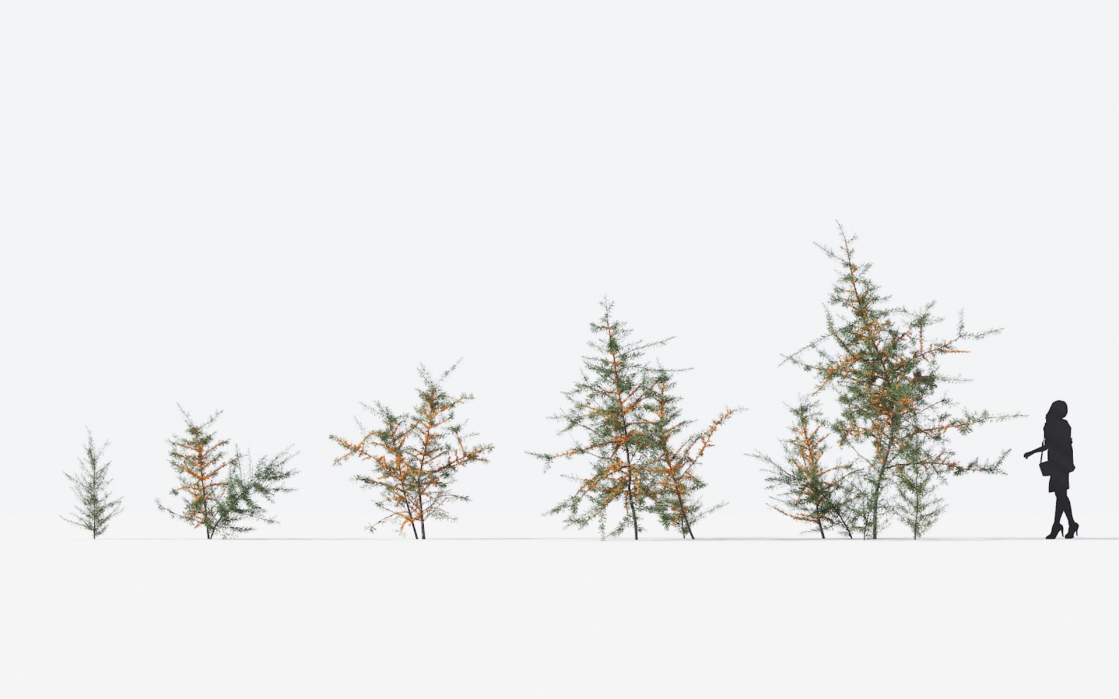 Maxtree - Plant Models Vol.17