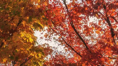 Autumn Fall Season Trees 4K iPhone Wallpaper Background