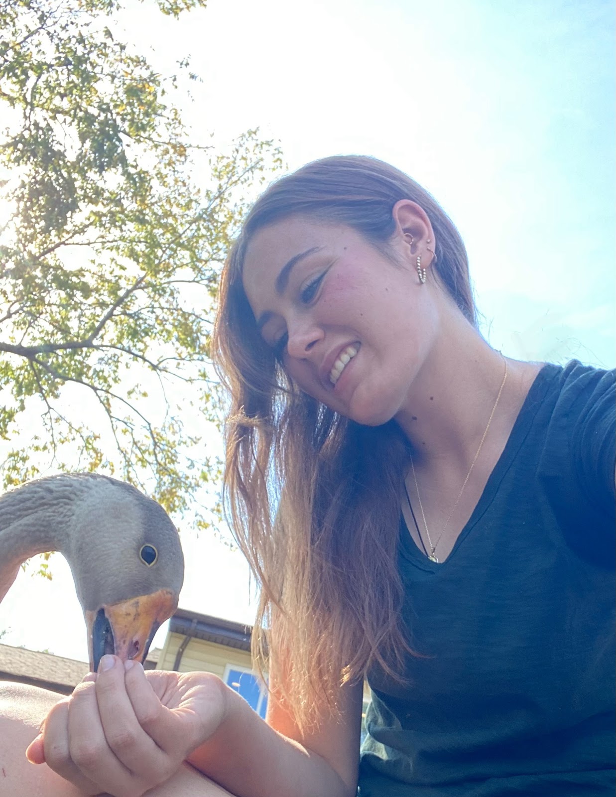 Large Dewlap Toulouse Goose, Mixed Goslings