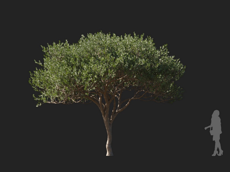 Maxtree - Plant Models Vol.127