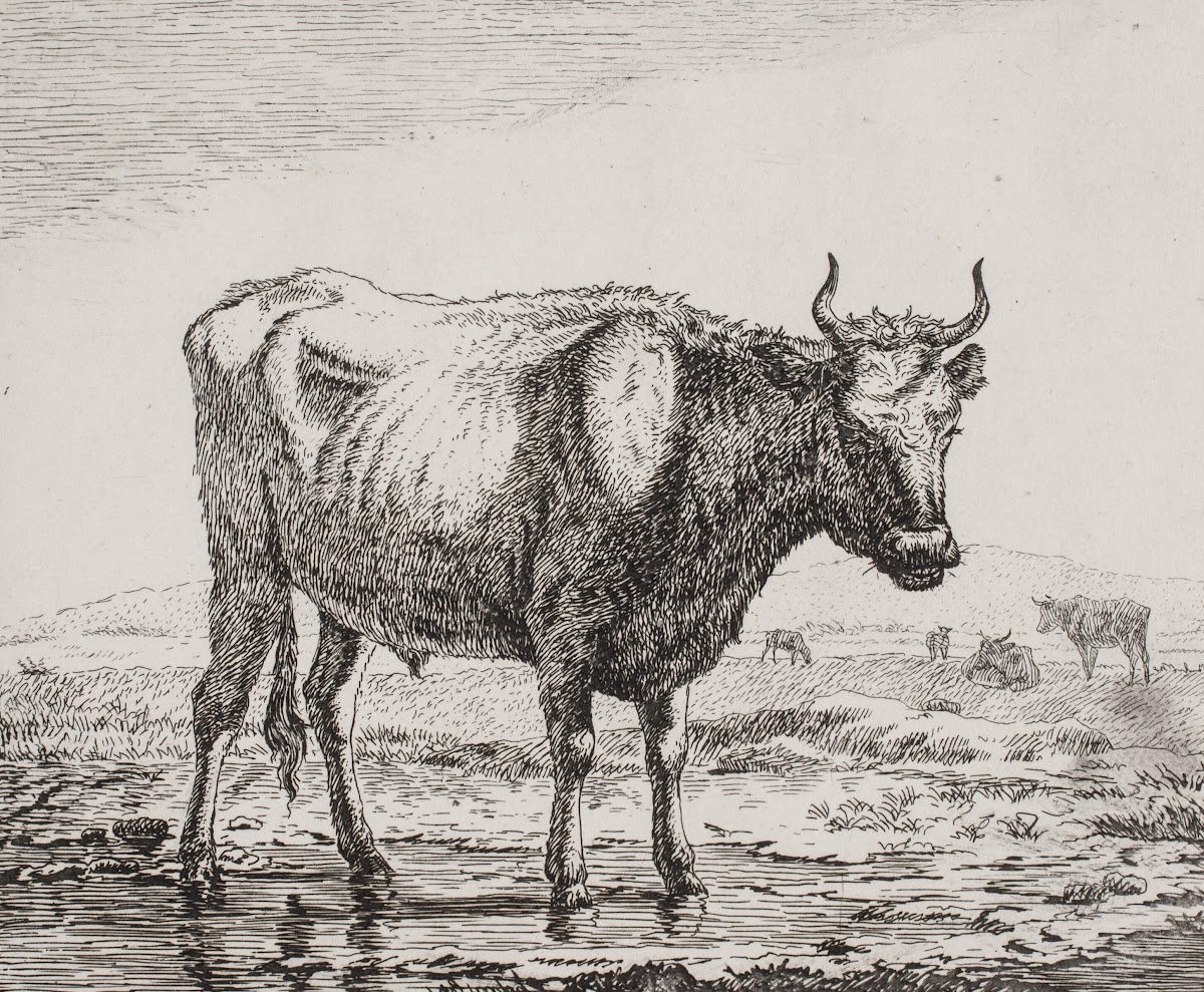 Stående ko ved vandhul 1820  1821