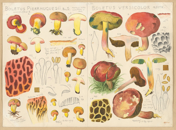 Boletus pierrhuguesii Boletus versicolor 1915 1945
