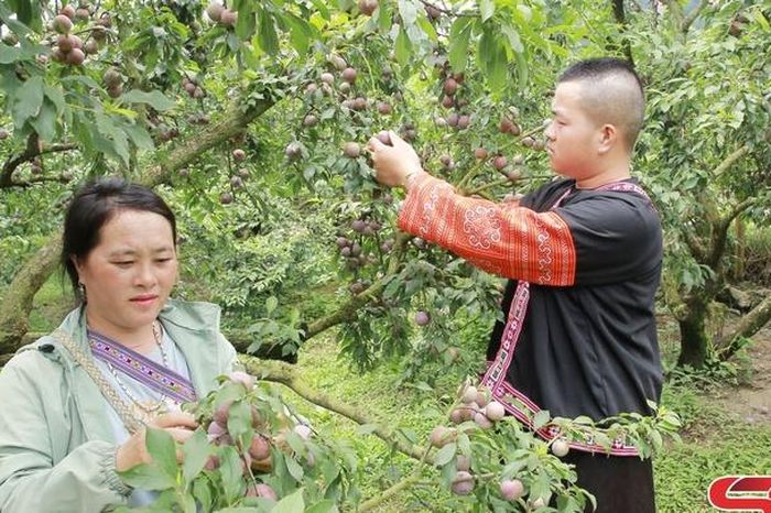 Cao nguyên Mộc Châu mùa mận chín - Báo Sơn La