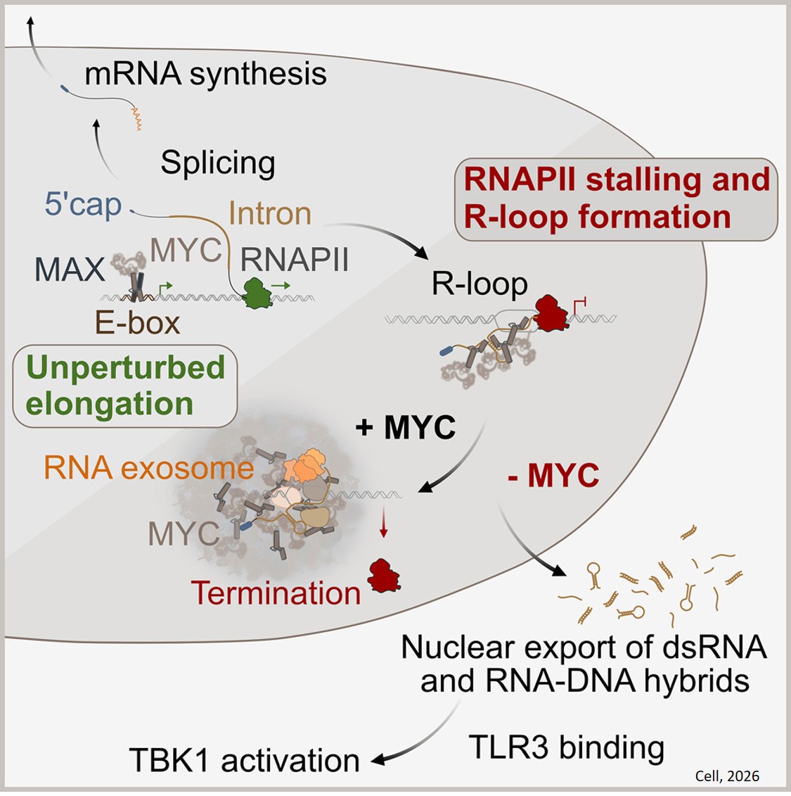 How cancer cells protect themselves from the immune system