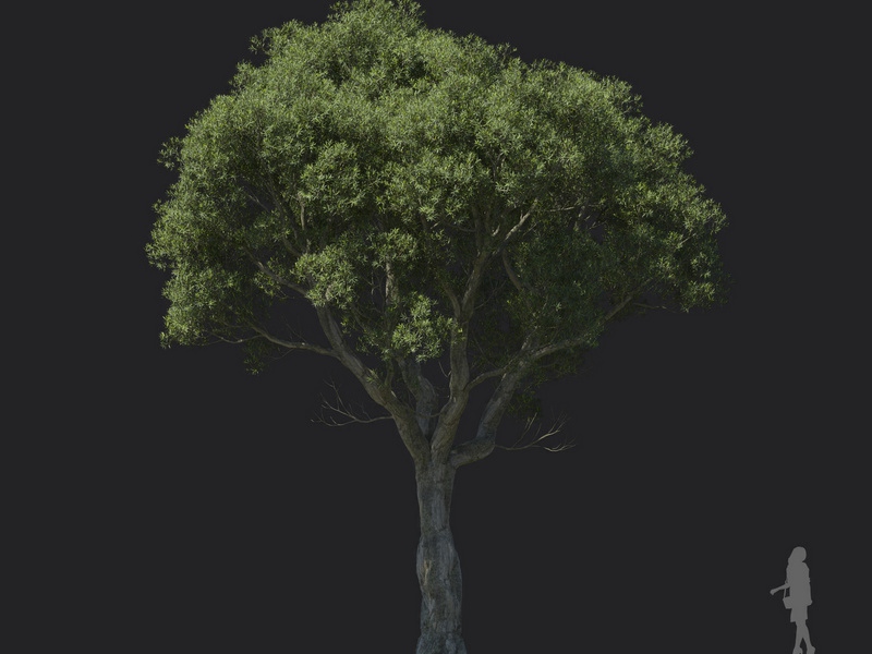 Maxtree - Plant Models Vol.121
