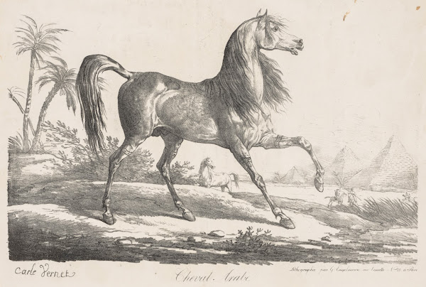 Suite De Chevaux Cheval Arabe C 17801836