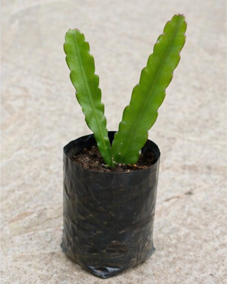 Queen of the Night Plant — view 2