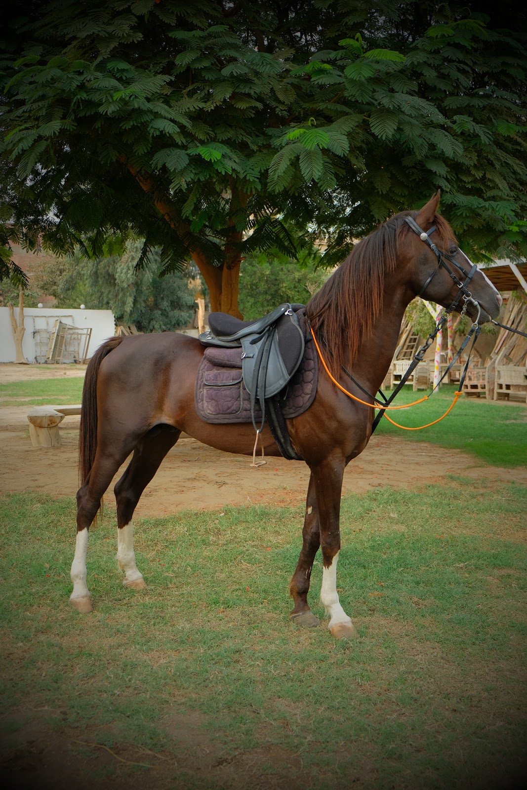 Ramah - Horse available for riding at Hooves in Saqqara, Egypt. Admire this handsome Dark Bay horse, showcasing a coat as rich and deep as polis