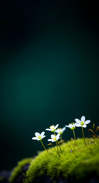 Macro Photo of Tiny White Flowers on Lush Green Moss Dark Background - Free mobile Wallpaper