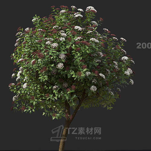 Maxtree - Plant Models Vol.60