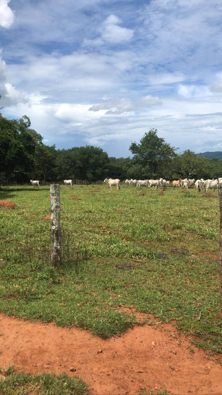 Fazenda em Minaçu-GO 5
