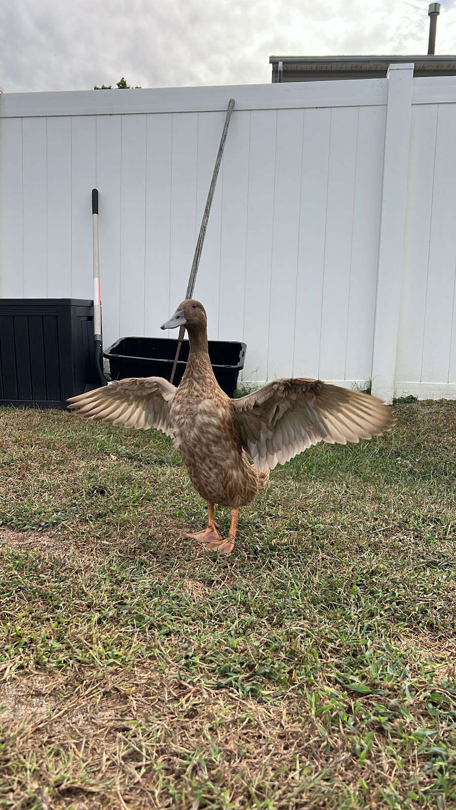 Khaki Campbell Duckling