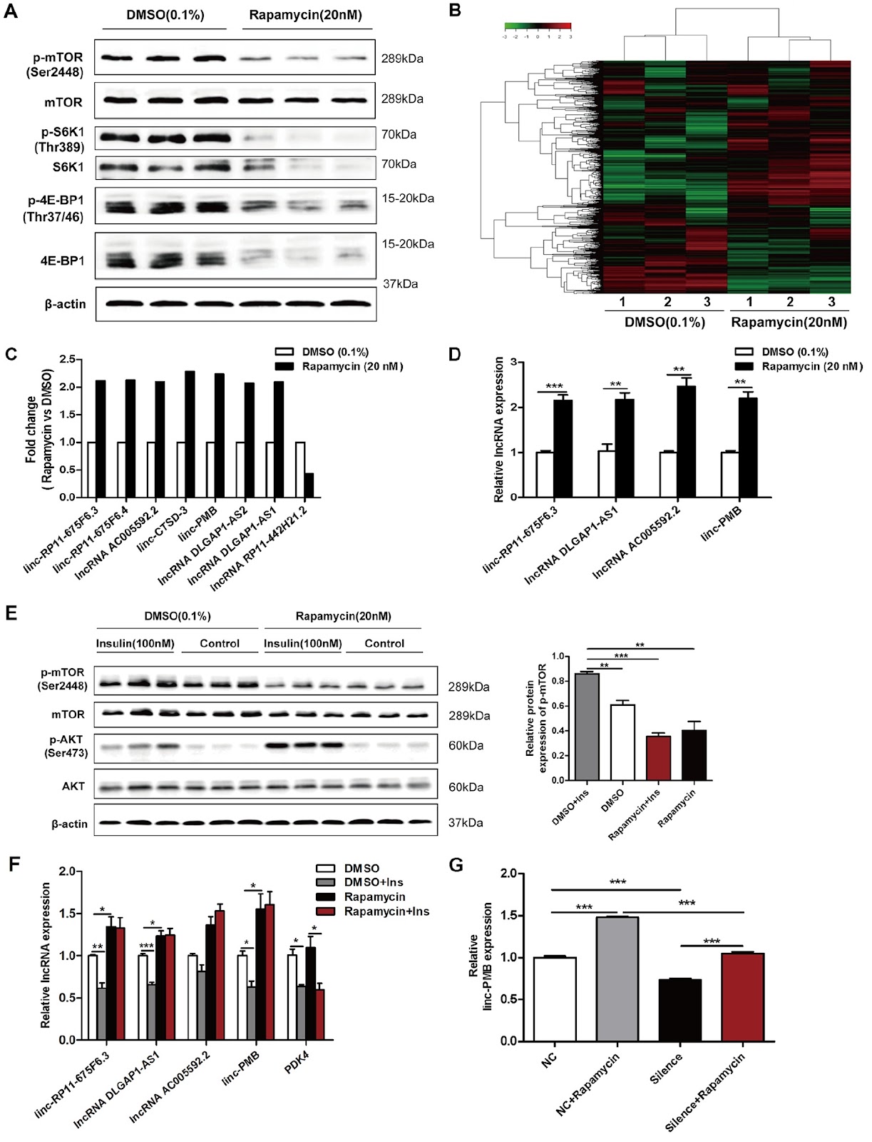 mTOR-related linc-PMB promotes mitochondrial biogenesis via stabilizing SIRT1 mRNA through binding to the HuR protein