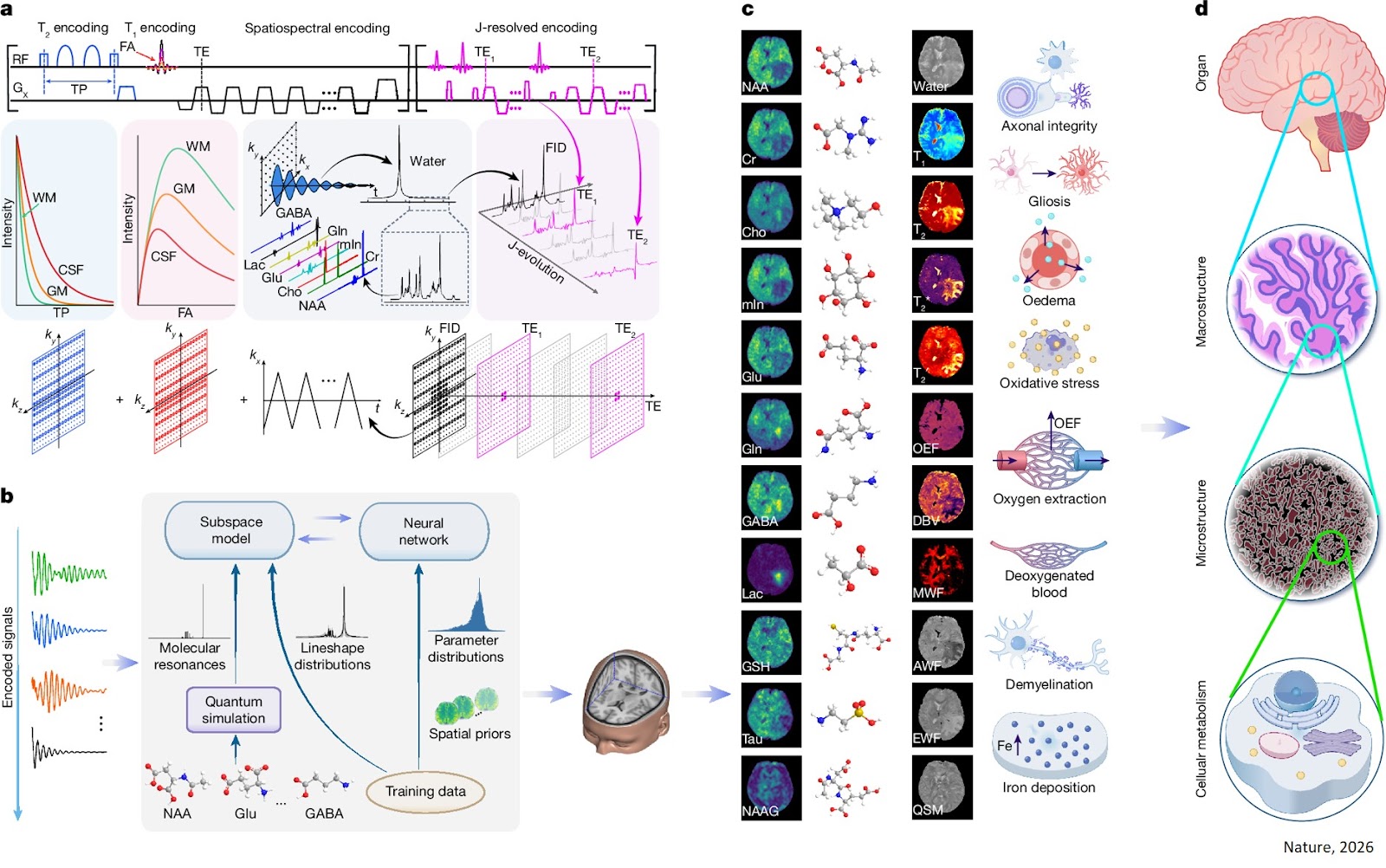 Multiplexed MRI provides a comprehensive view of the human brain