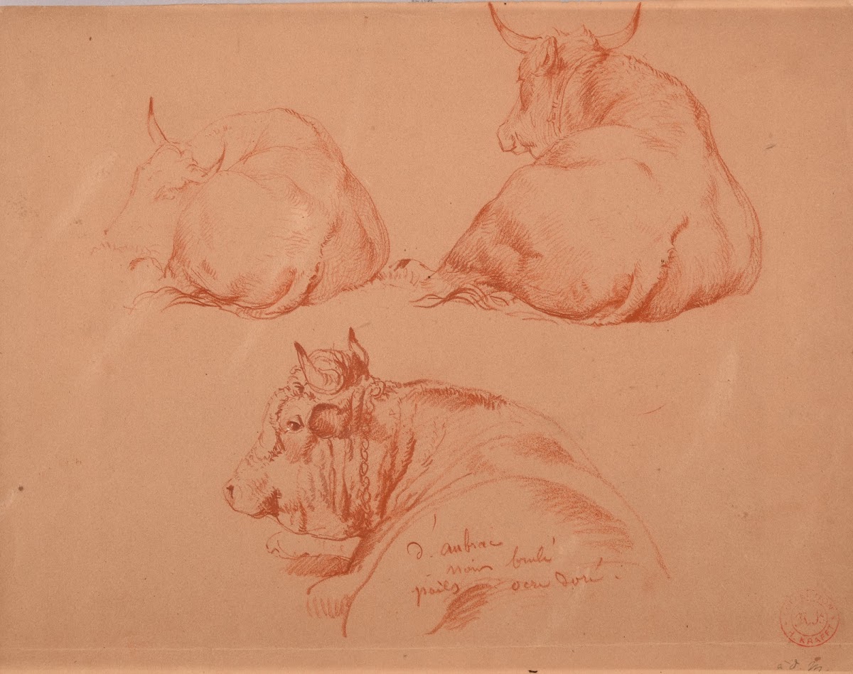 Étude de trois vaches couchées