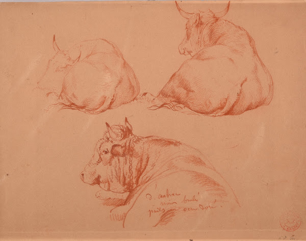 Étude de trois vaches couchées
