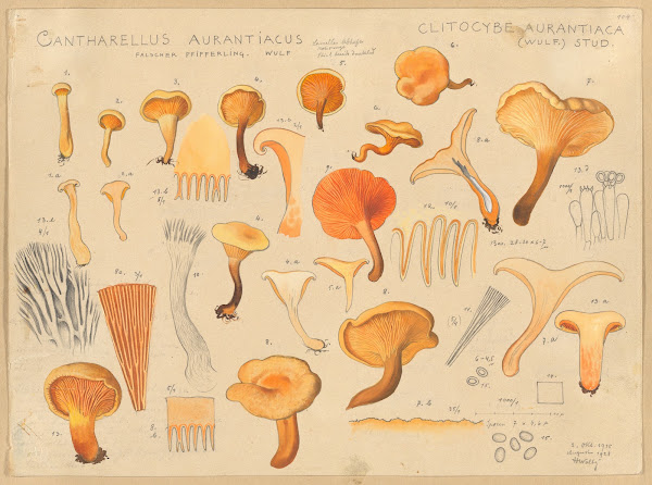 Cantharellus aurantiacus Wulf 1915 1945