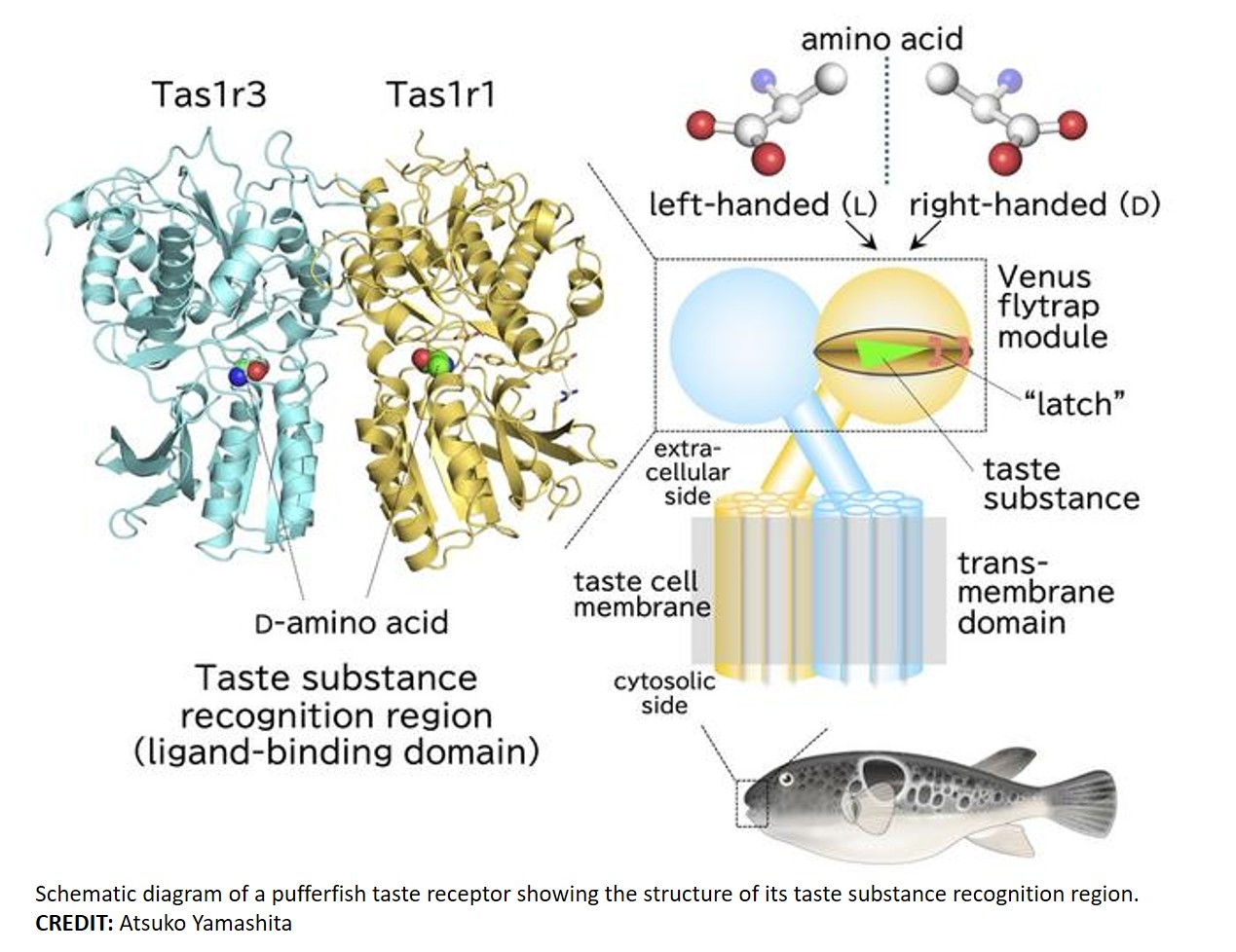 How taste receptors tickle taste buds?