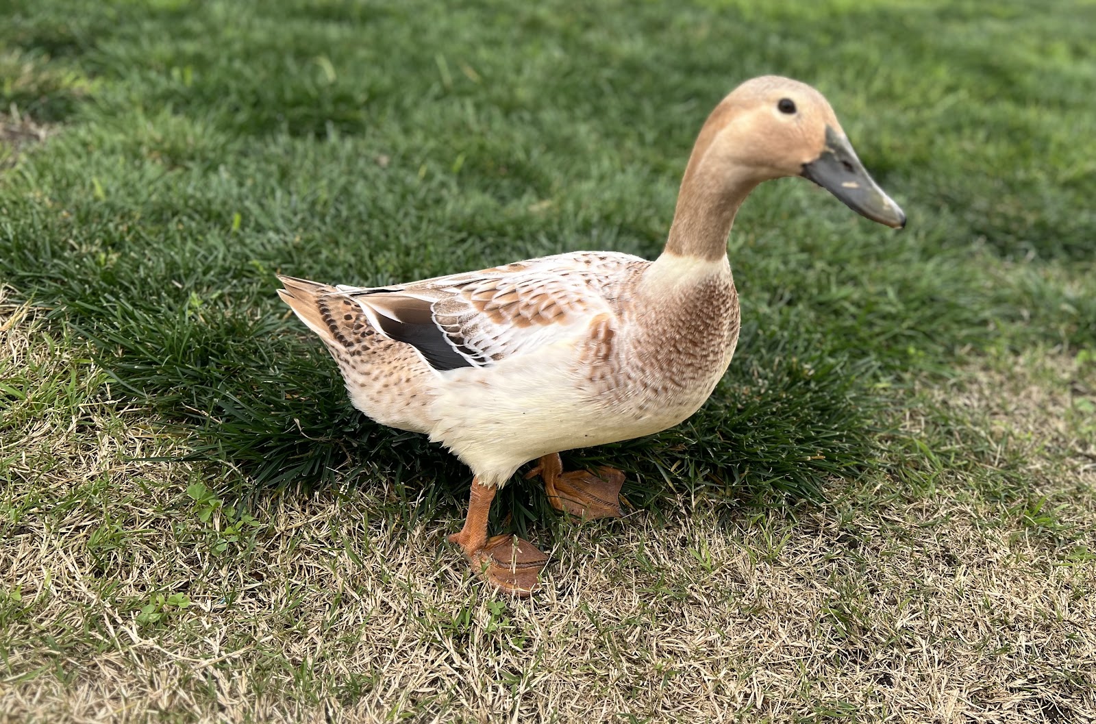 Welsh Harlequin Duckling