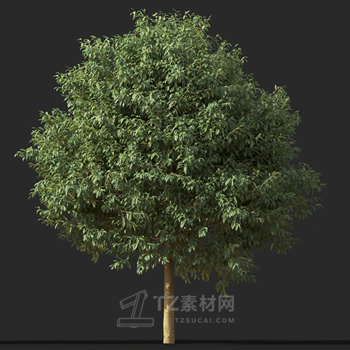 Maxtree - Plant Models Vol.60