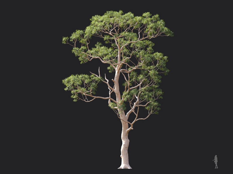 Maxtree - Plant Models Vol.124