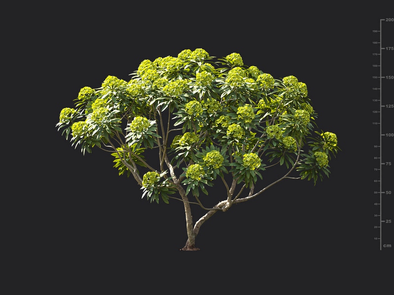 Maxtree - Plant Models Vol.119