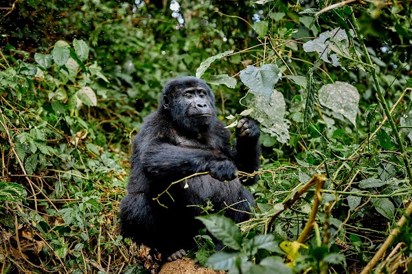Bwindi frame 16