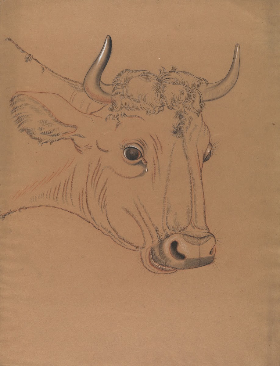 Bulls head 19th century