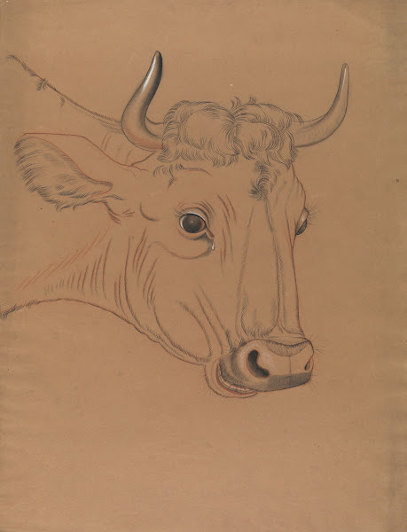 Bulls head 19th century